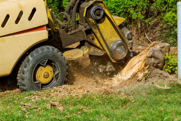 Best Tree Cutting Near Me  in La Center, WA